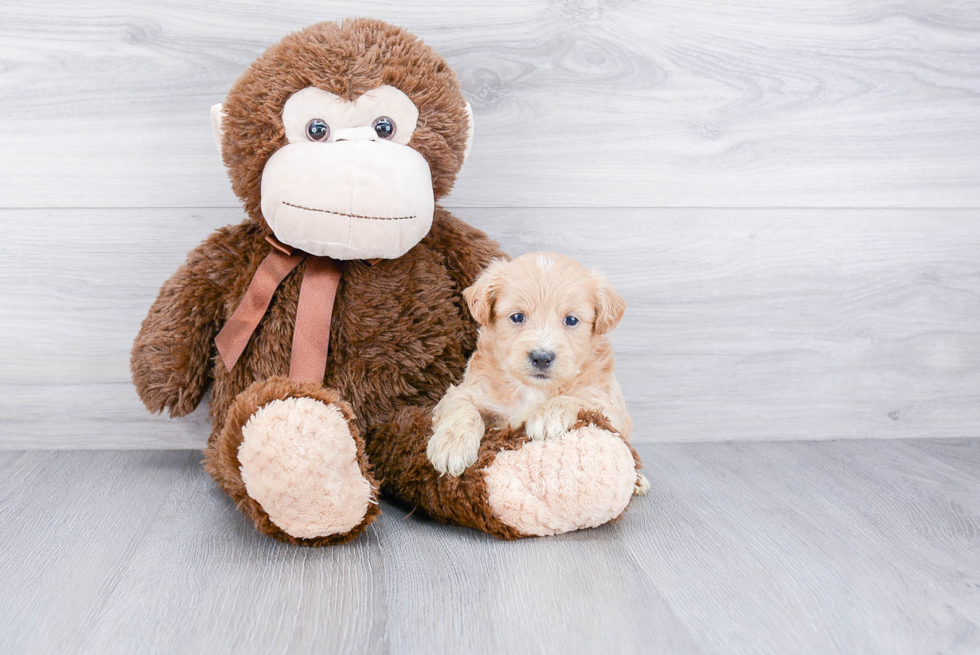 Adorable Maltepoo Poodle Mix Puppy