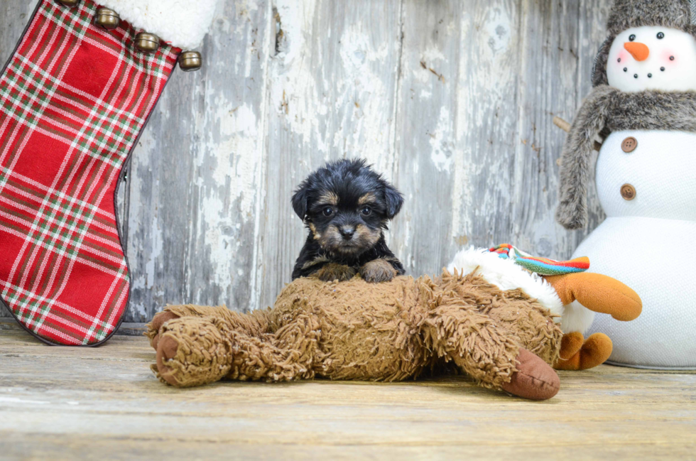 Morkie Pup Being Cute