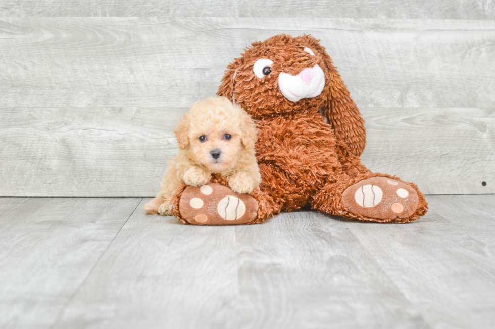 Maltipoo Pup Being Cute