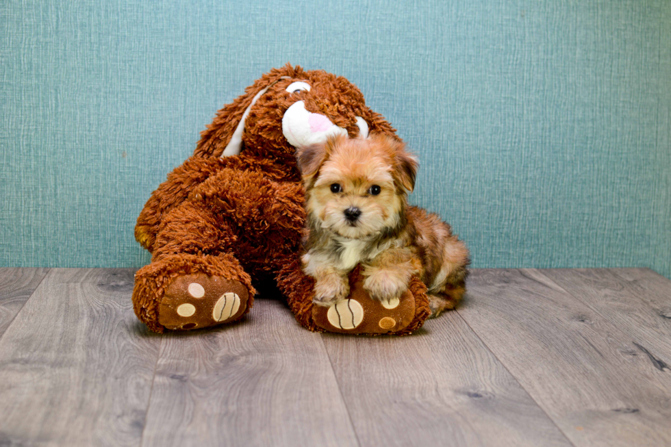 Morkie Puppy for Adoption