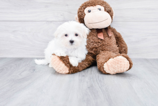 Hypoallergenic Maltese Baby