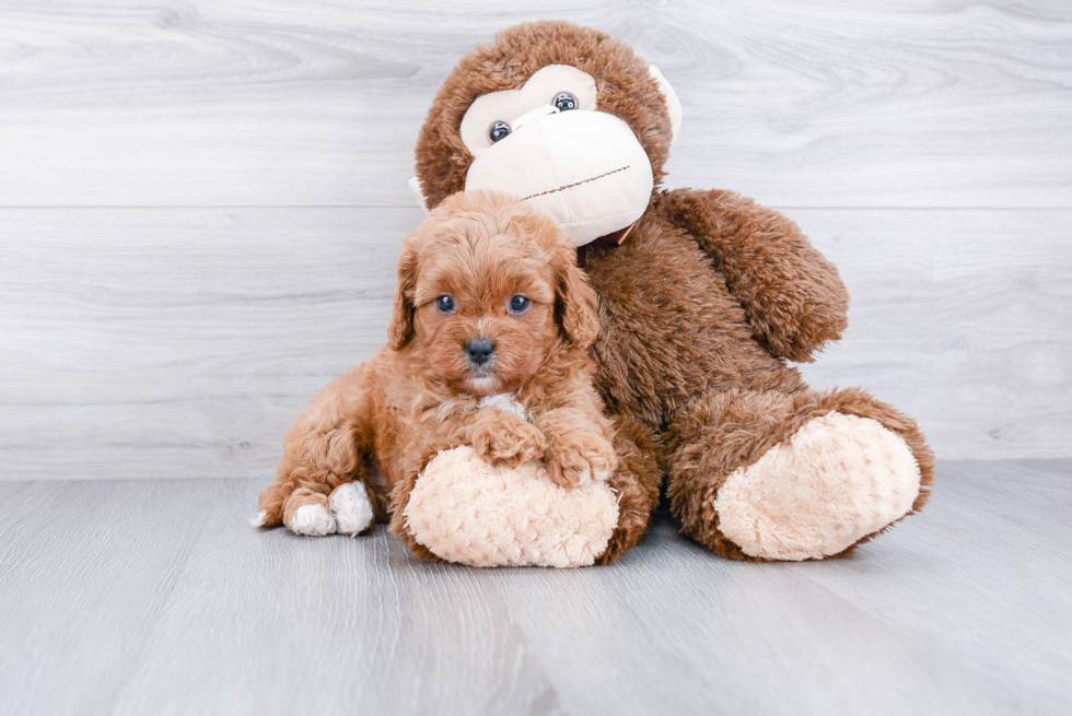 Best Cavapoo Baby