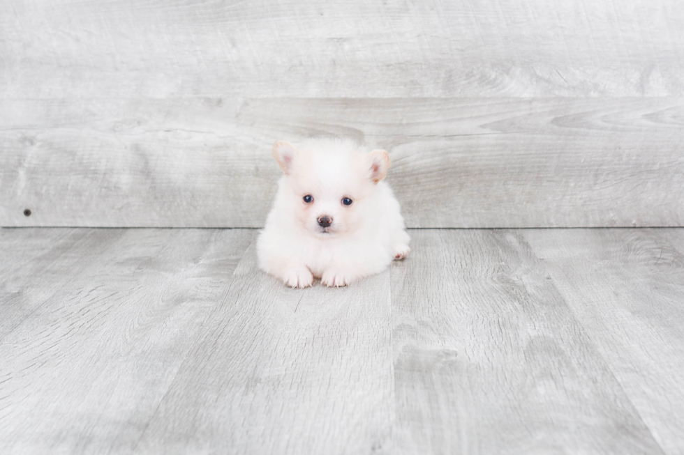 Pomeranian Pup Being Cute