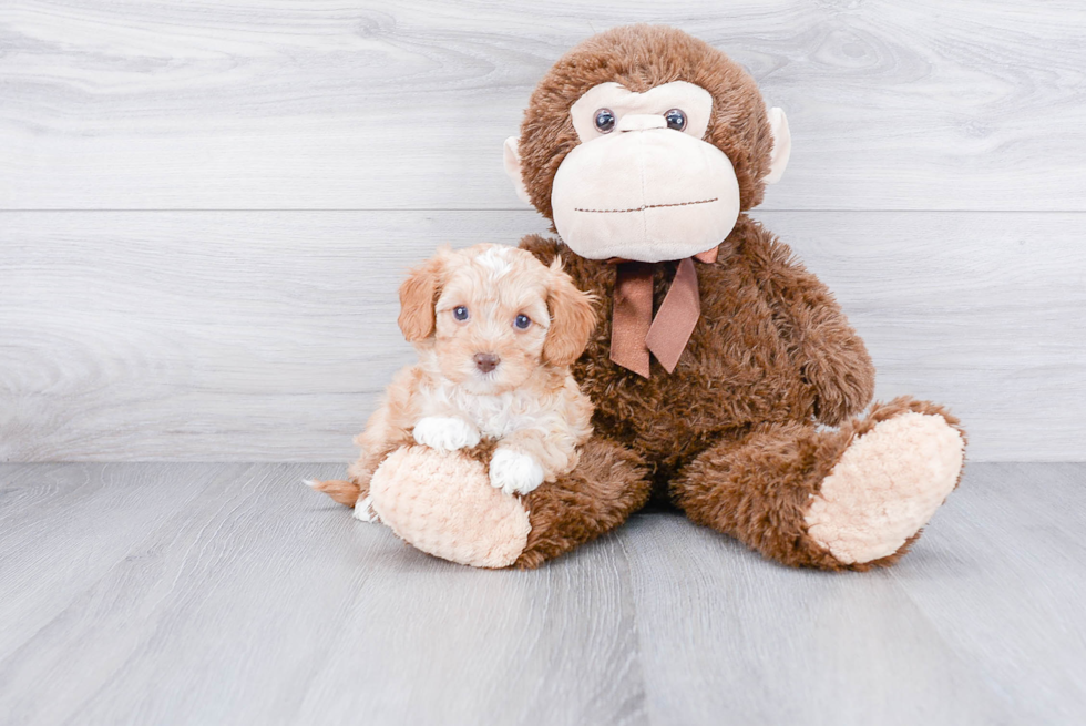 Fluffy Cavapoo Poodle Mix Pup