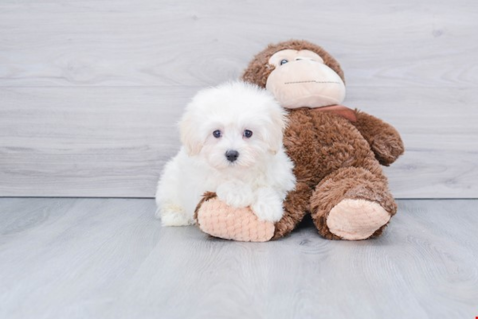 Maltipoo Pup Being Cute