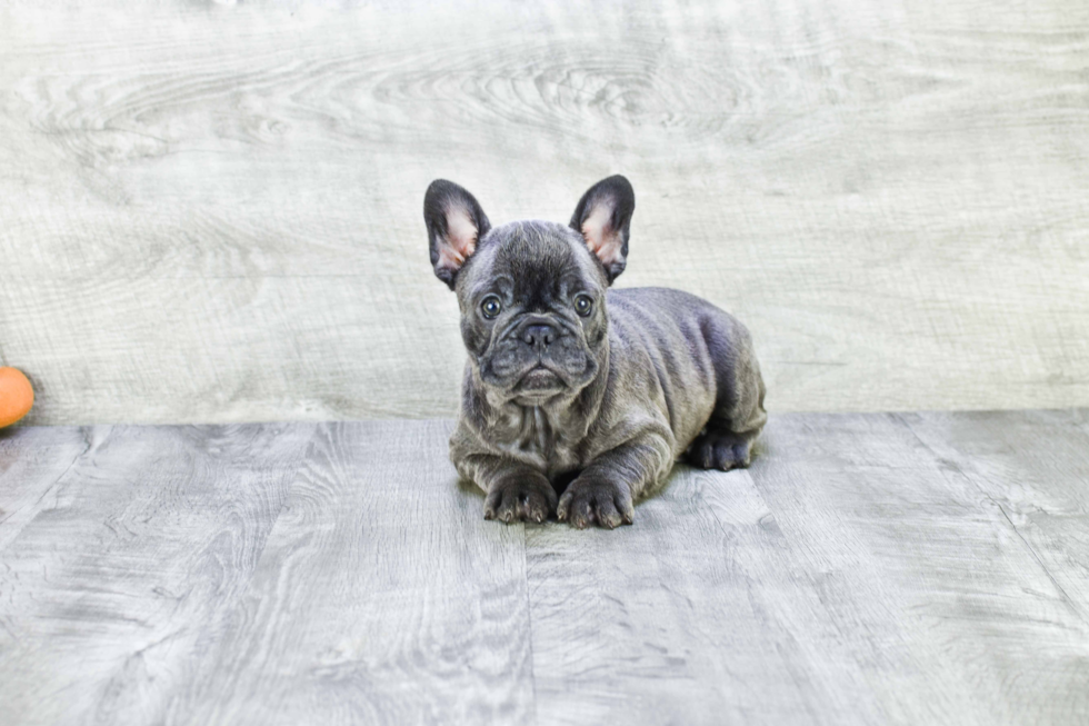 Petite Frenchie Purebred Puppy