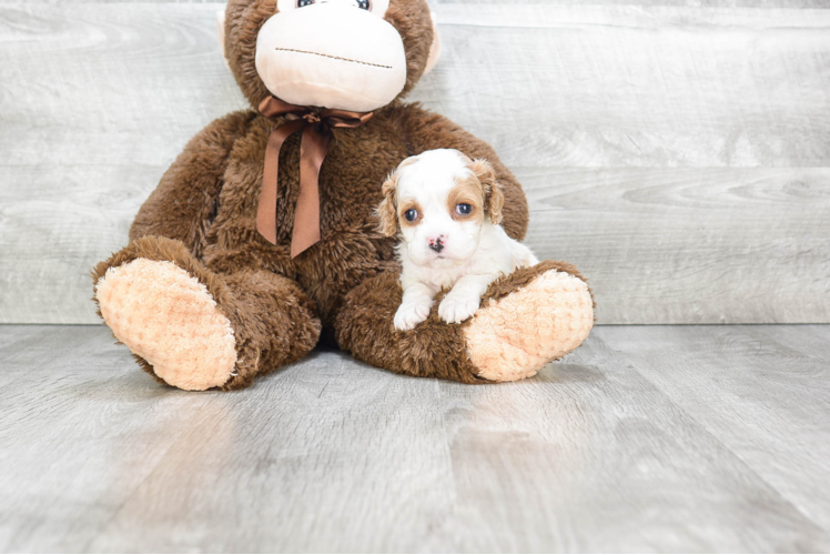 Cavapoo Pup Being Cute