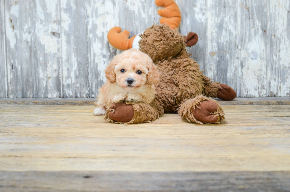 Friendly Cavapoo Baby