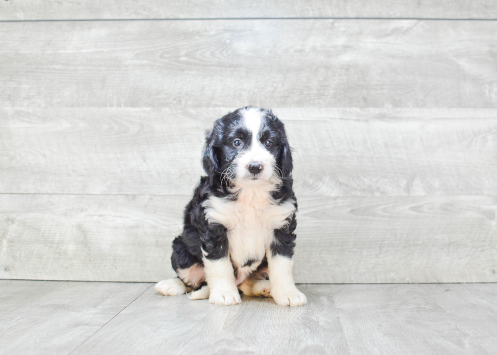 Sweet Mini Bernedoodle Baby