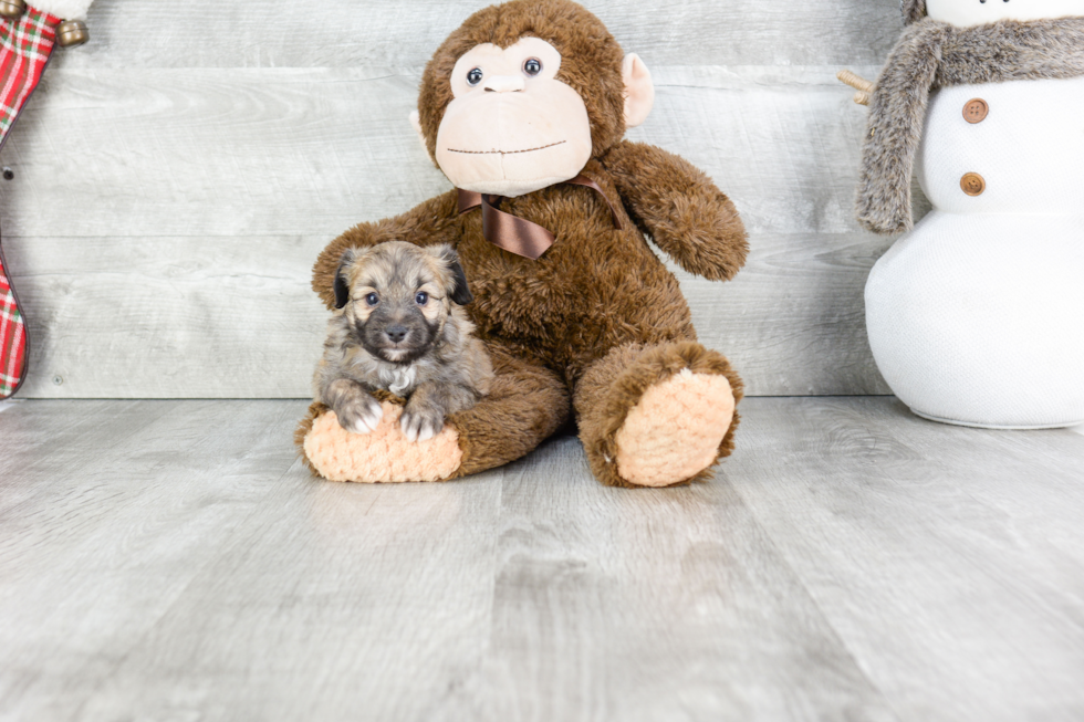 Popular Mini Aussiedoodle Poodle Mix Pup