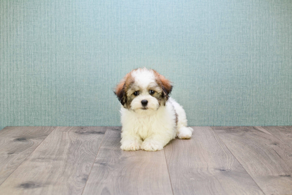 Petite Havanese Purebred Puppy