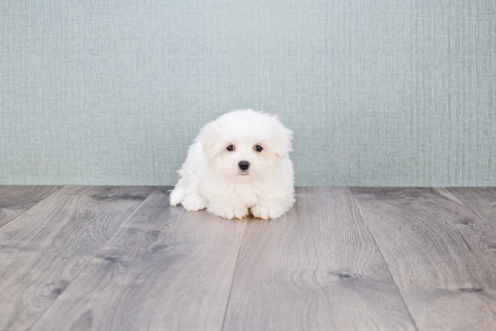 Maltese Puppy for Adoption