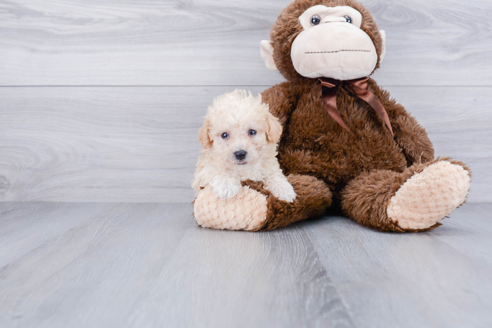 Maltipoo Pup Being Cute