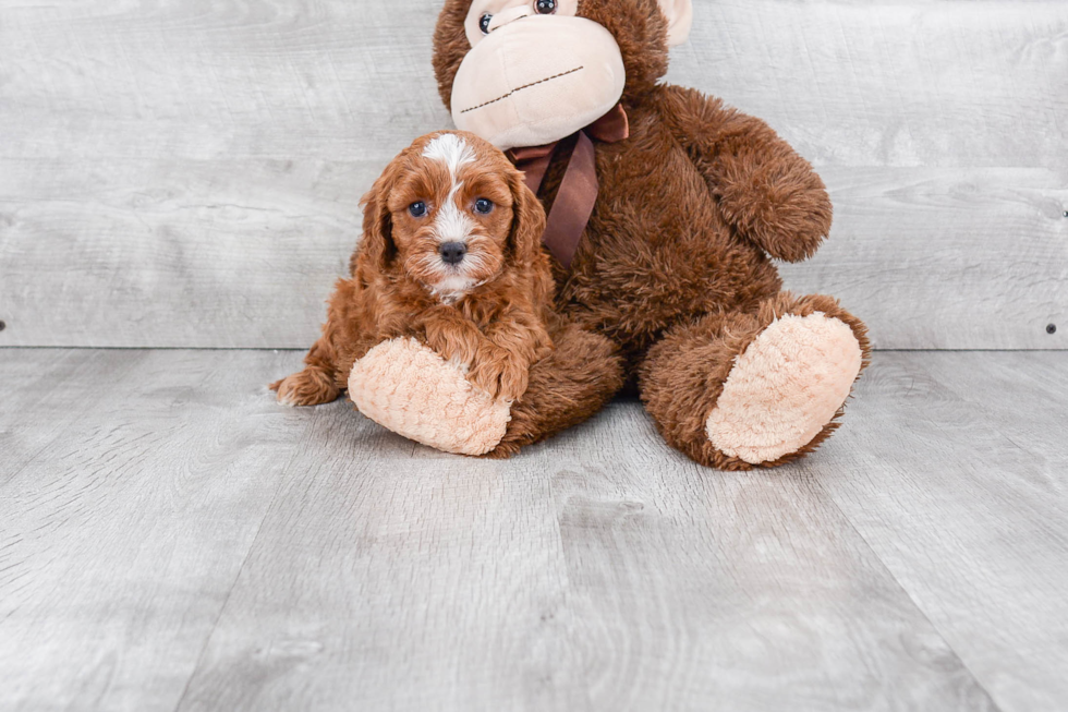 Cavapoo Puppy for Adoption