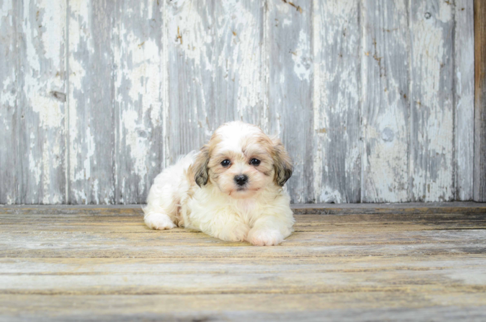 Popular Teddy Bear Designer Pup