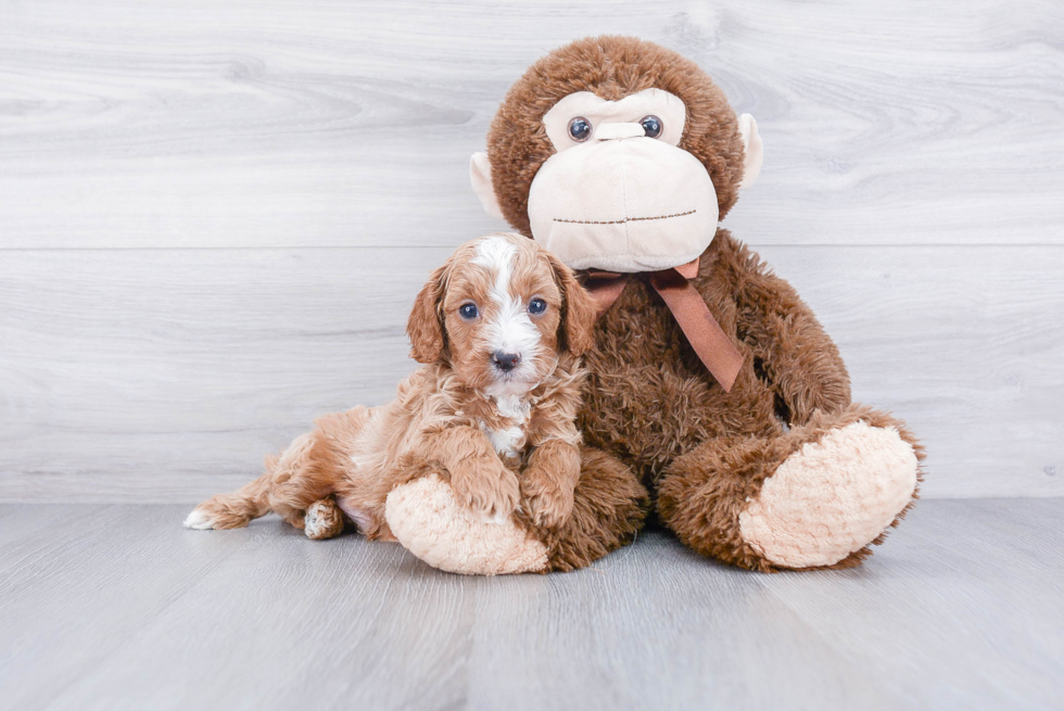 Happy Cavapoo Baby