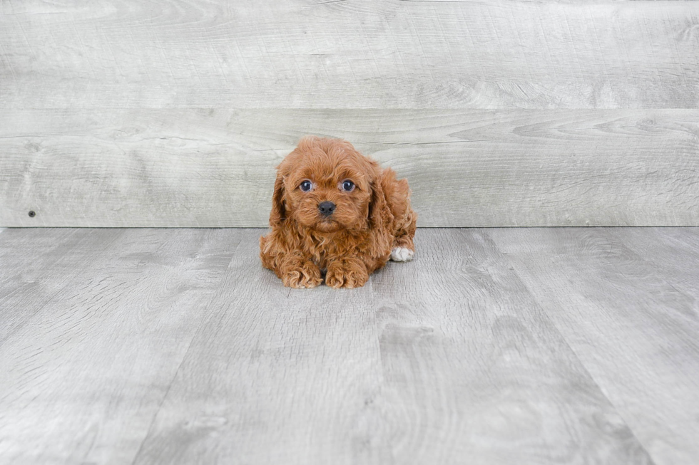 Cavapoo Pup Being Cute