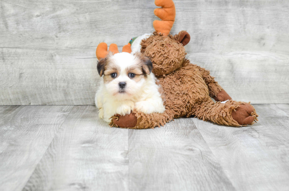 Petite Teddy Bear Designer Pup