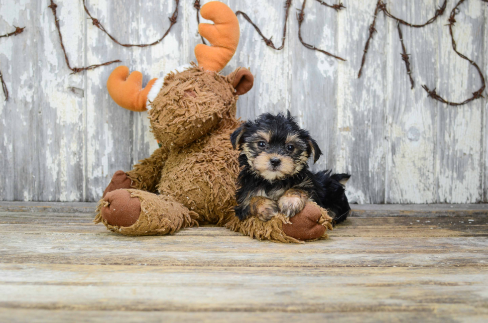 Adorable Yorkie Designer Puppy