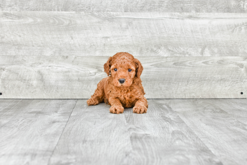 Mini Goldendoodle Pup Being Cute