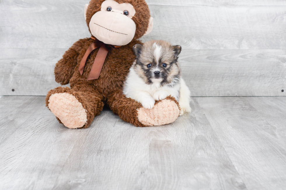 Pomeranian Puppy for Adoption