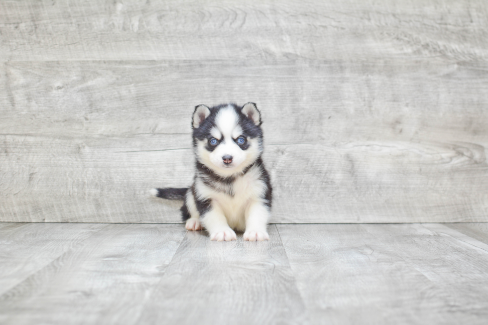 Pomsky Puppy for Adoption