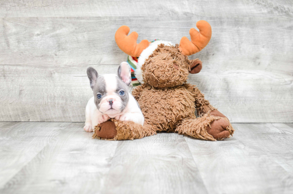 Best French Bulldog Baby