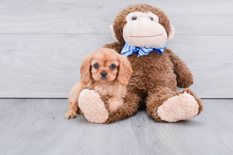 Playful Cavalier King Charles Spaniel Baby