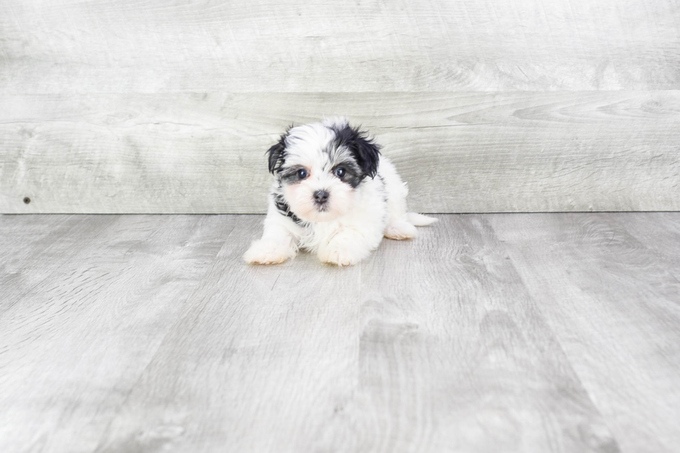 Friendly Morkie Baby