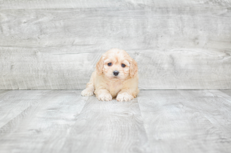 Best Cavachon Baby