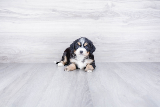 Best Mini Bernedoodle Baby