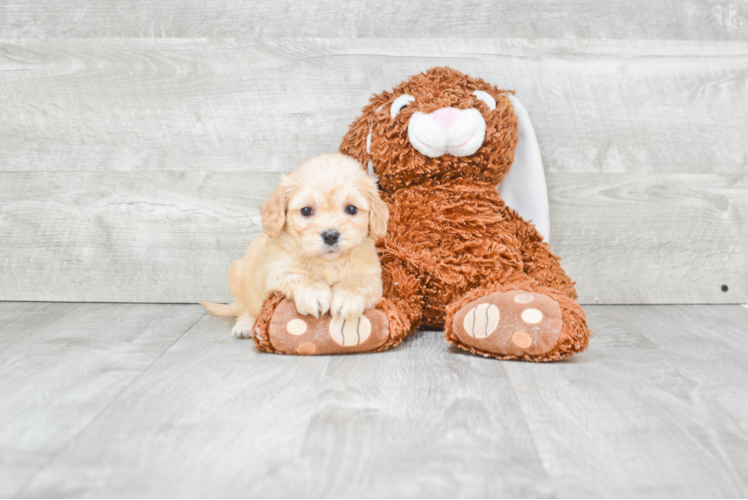 Cavachon Pup Being Cute