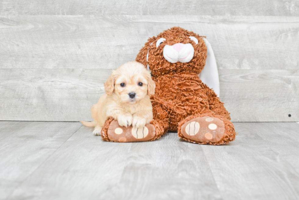 Cavachon Pup Being Cute