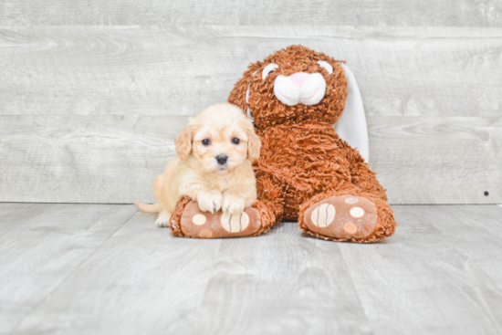 Cavachon Pup Being Cute