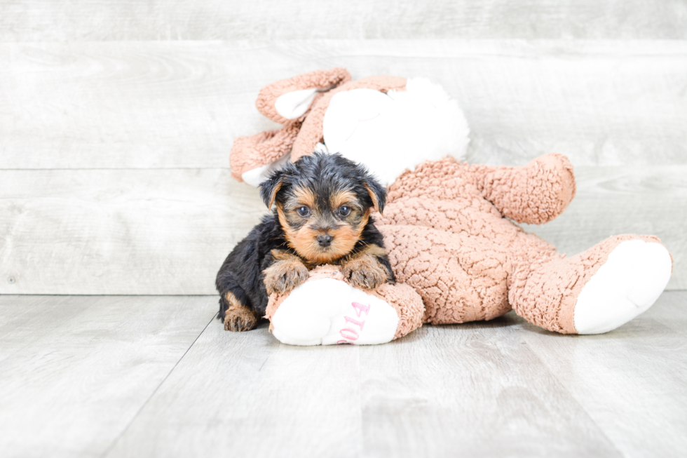 Meet Tim - our Yorkshire Terrier Puppy Photo 