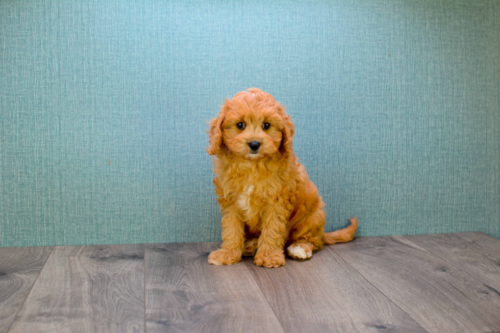 Smart Cavapoo Poodle Mix Pup