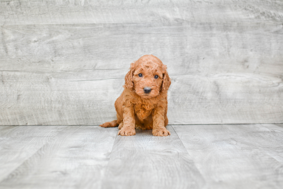 Mini Goldendoodle Puppy for Adoption