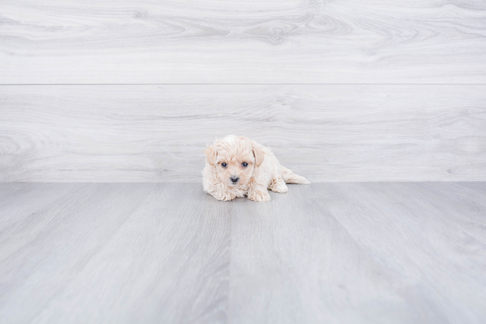 Maltipoo Puppy for Adoption