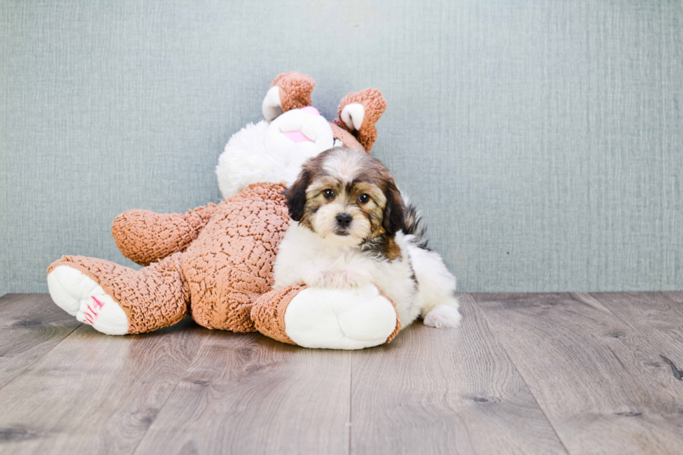 Teddy Bear Pup Being Cute