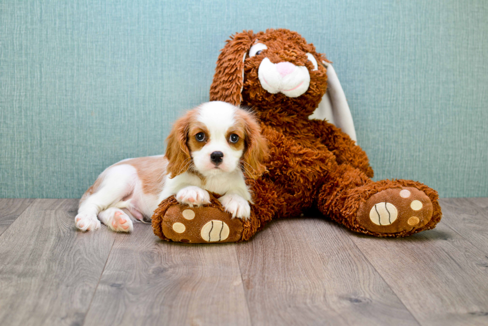 Cavalier King Charles Spaniel Puppy for Adoption