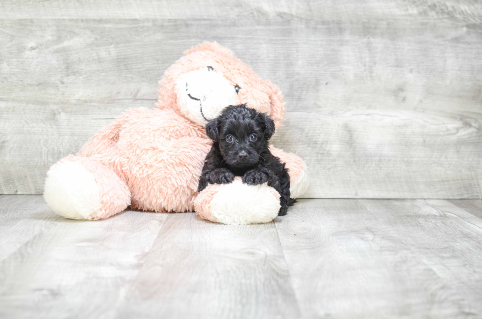 Adorable Yorkie Doodle Poodle Mix Puppy