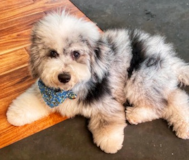 Mini Sheepadoodle Being Cute