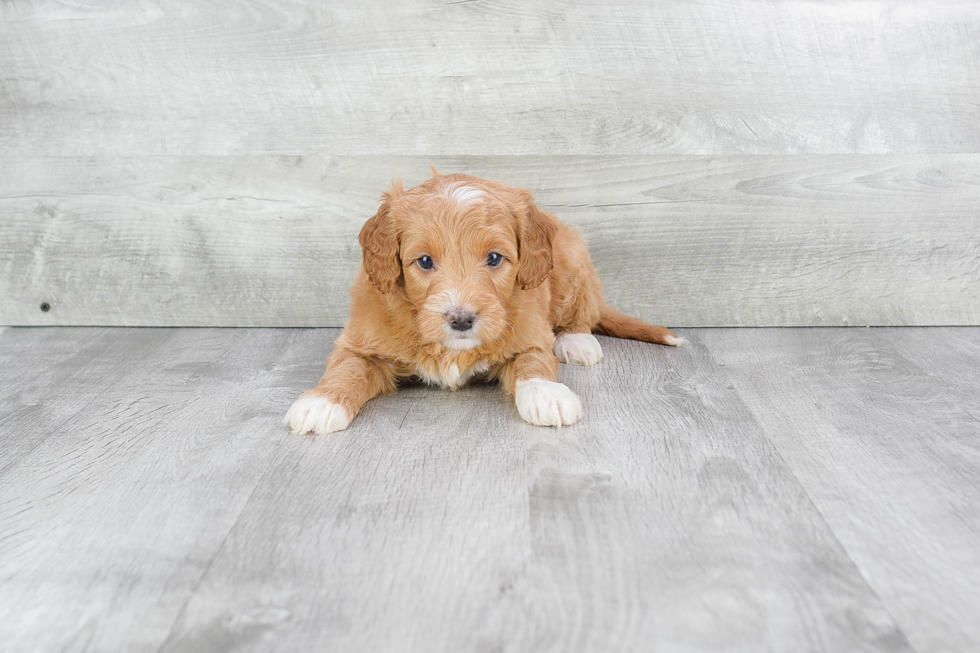 Mini Goldendoodle Pup Being Cute