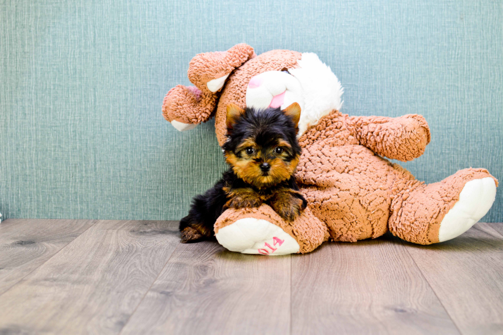 Meet Micro-Teacup-Victoria - our Yorkshire Terrier Puppy Photo 