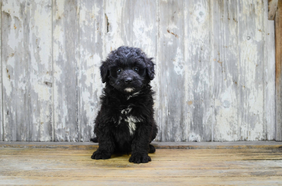 Energetic Mini Berniedoodle Poodle Mix Puppy