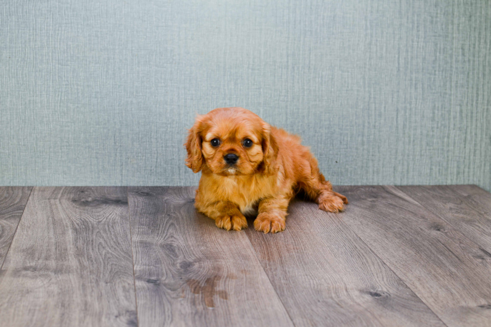 Cavalier King Charles Spaniel Puppy for Adoption