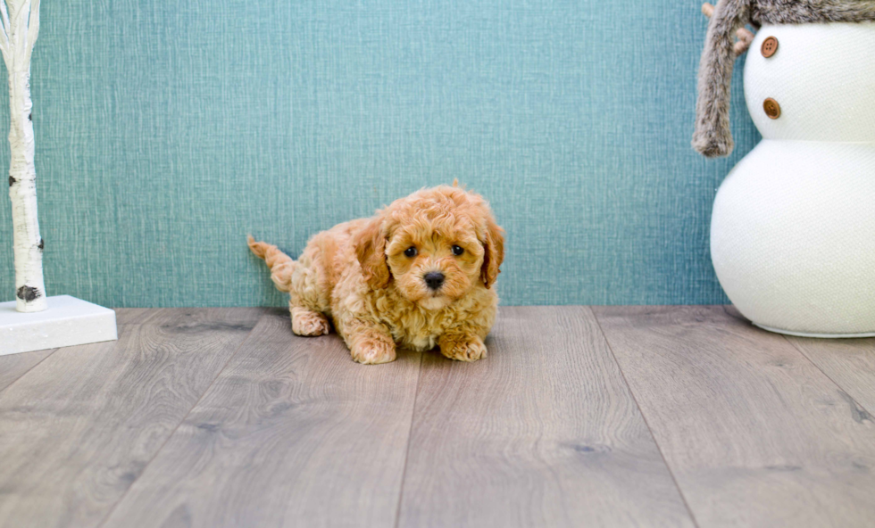 Sweet Cavapoo Baby