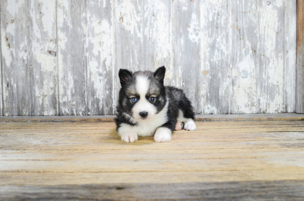 Sweet Pomsky Baby