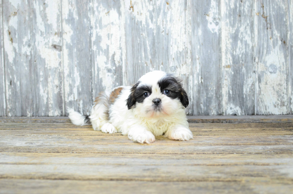 Teddy Bear Pup Being Cute