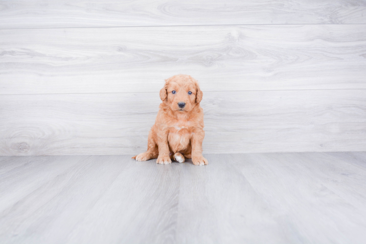 Mini Goldendoodle Puppy for Adoption